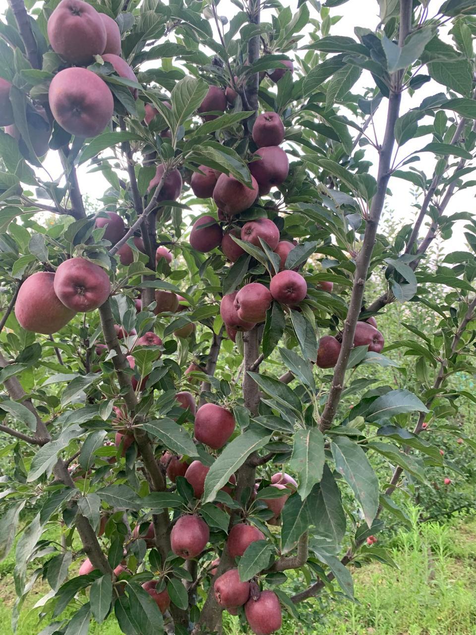 Kashmir Apple Blossom Honey