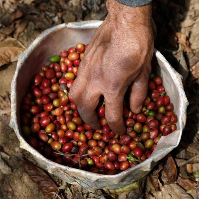 Hand holding a bunch of red coffee beans over a sack filled with coffee cherries.


