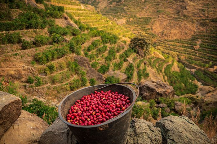 Bowl of red coffee beans with a scenic view of terraced fields in the background

