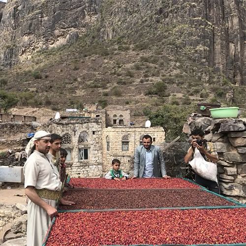 People with a large spread of red berries in an outdoor setting with mountains in the background

