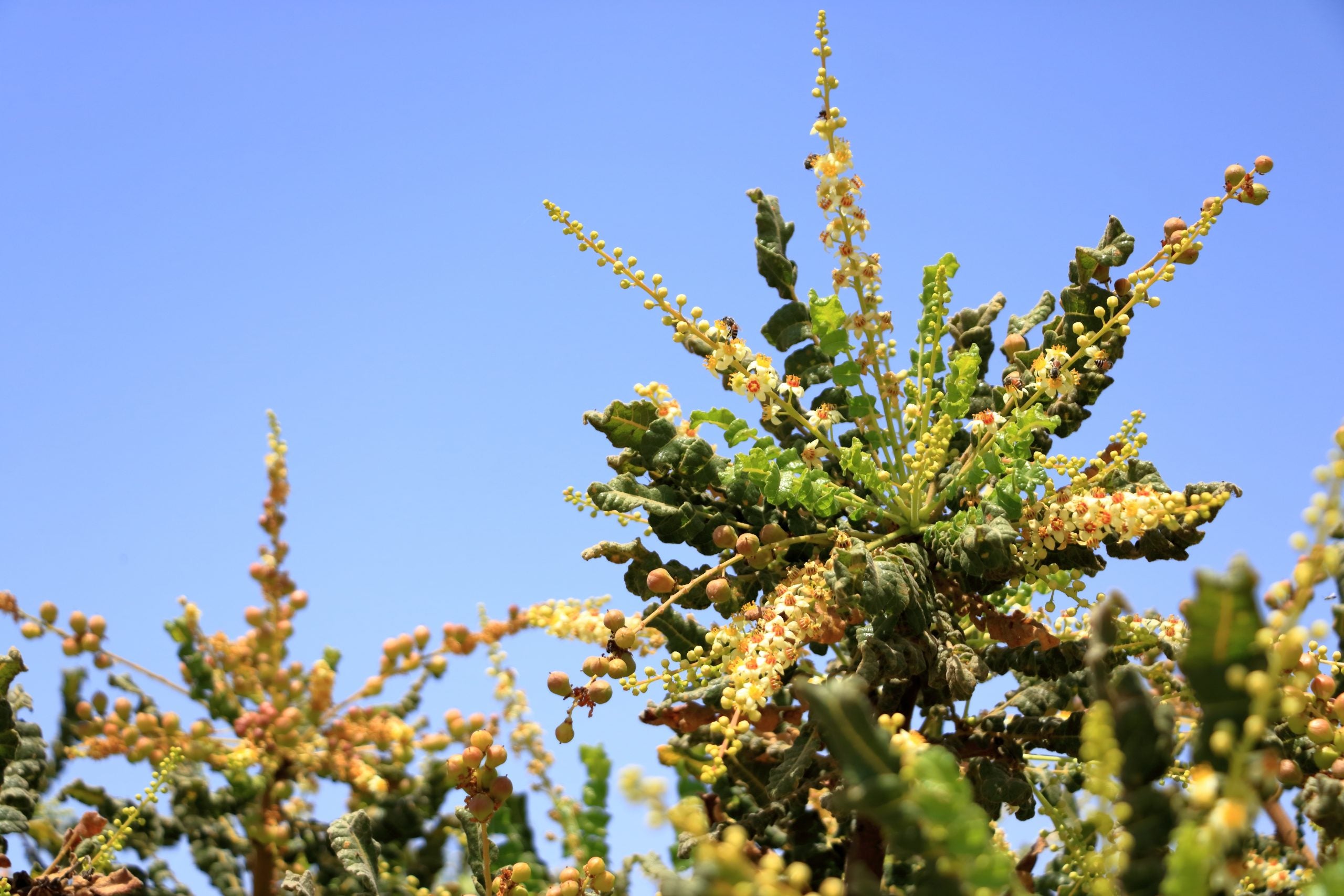 Cactus with yellow flowers against a clear blue sky

