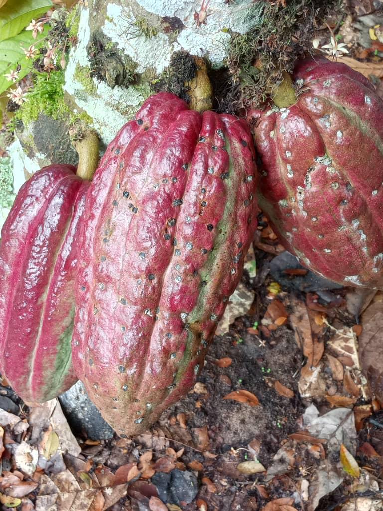 Cacao Nibs (Uganda)