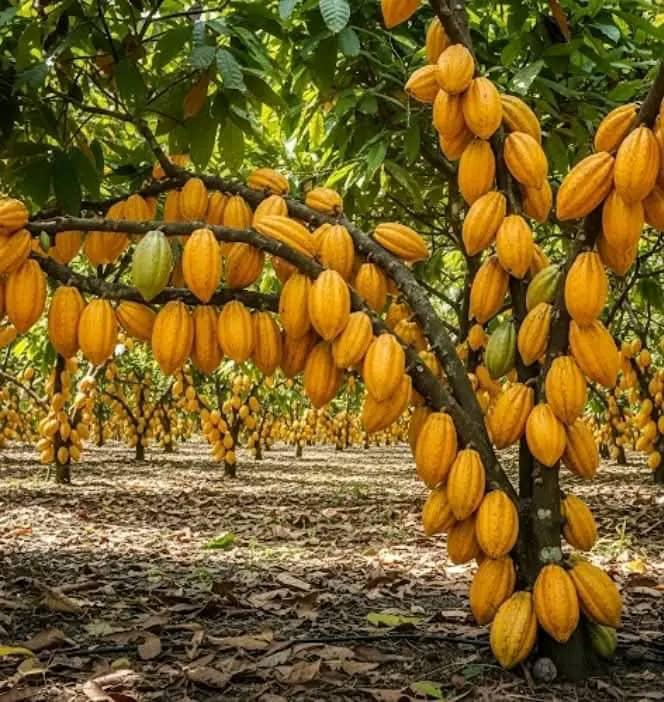 Cacao Nibs (Uganda)