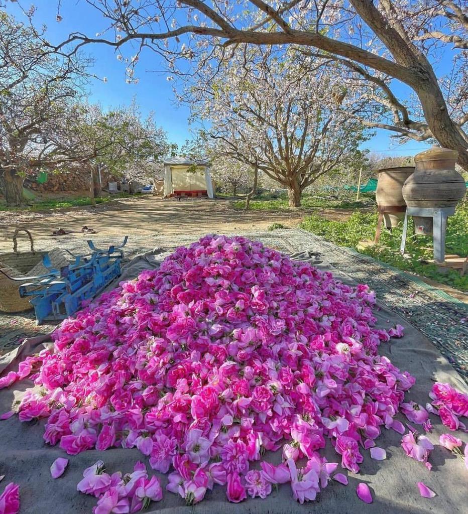 Pile of pink flowers on a driveway with trees and a clear sky in the background

