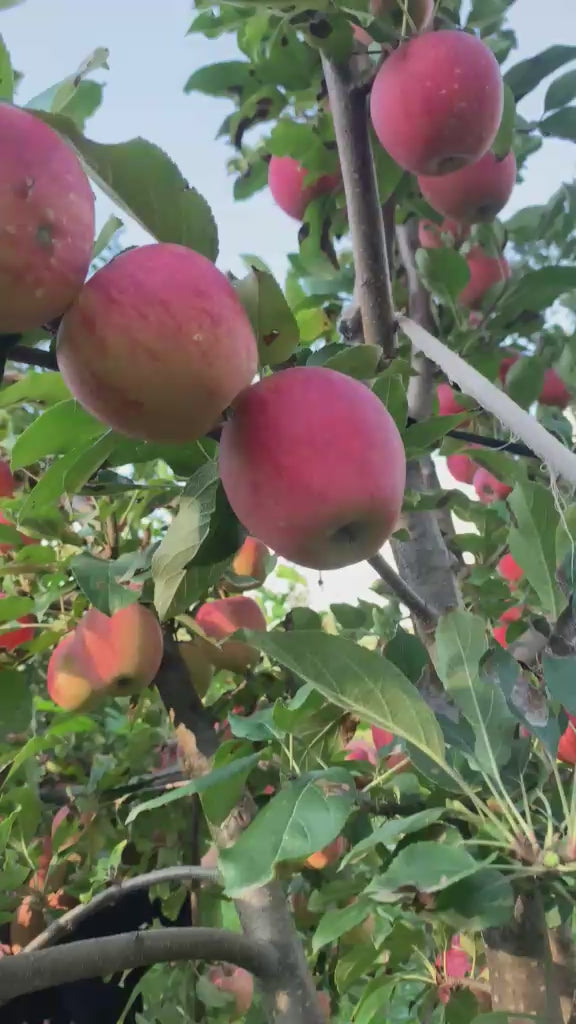 Kashmir Apple Blossom Honey