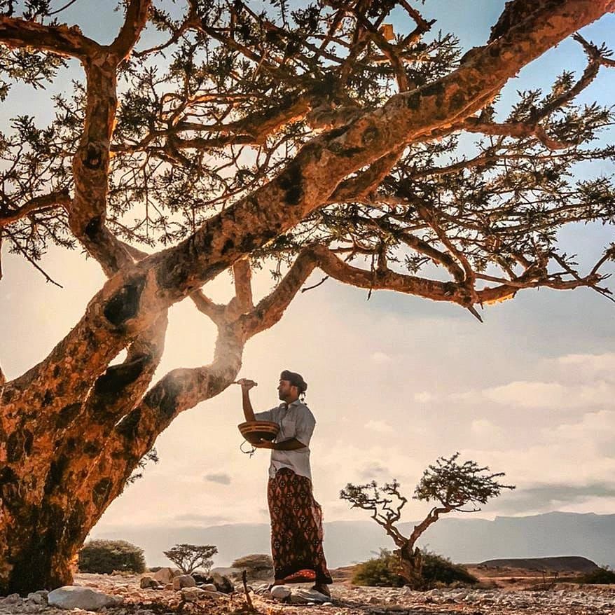 The Growing Demand for Premium Honey: Why Sidr Honey and Black Seed Honey Are Worth Choosing